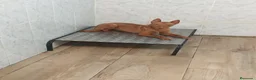 Podenco Andaluz perros en venta: Podenca andaluz  - Anuncio 2