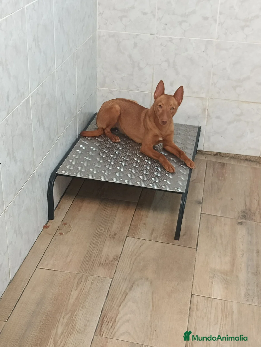 Podenco Andaluz perros en venta: Podenca andaluz  - Anuncio 2