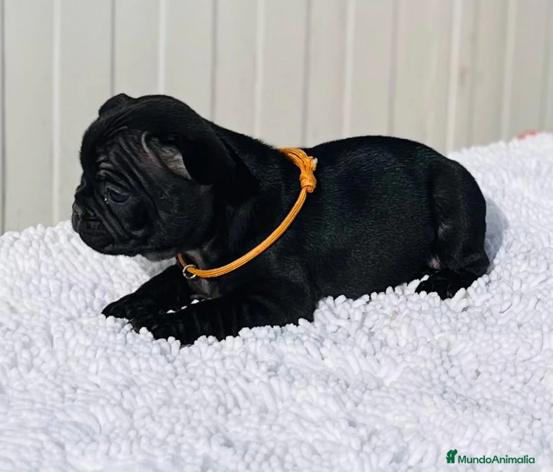 Bulldog Francés perros en venta: Cachorro de Bulldog frances macho negro  - Anuncio 2