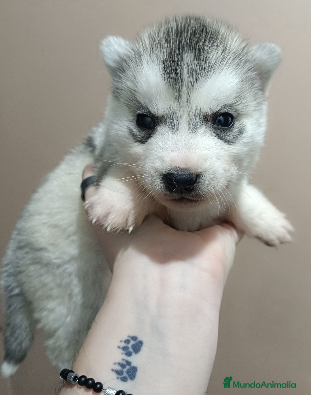 Husky Siberiano perros en venta: Camada husky siberiano  - Anuncio 12