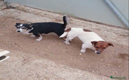 Raza Mixta perros en venta: Jack Russell  - Imagen 3