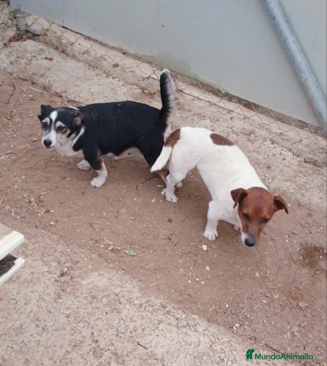 Raza Mixta perros en venta: Jack Russell  - Imagen 3