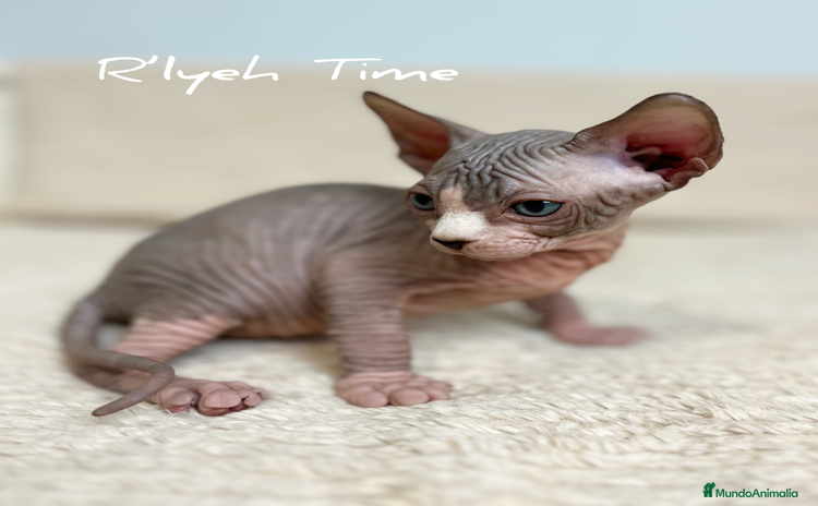 Sphynx gatos - Anuncio 2