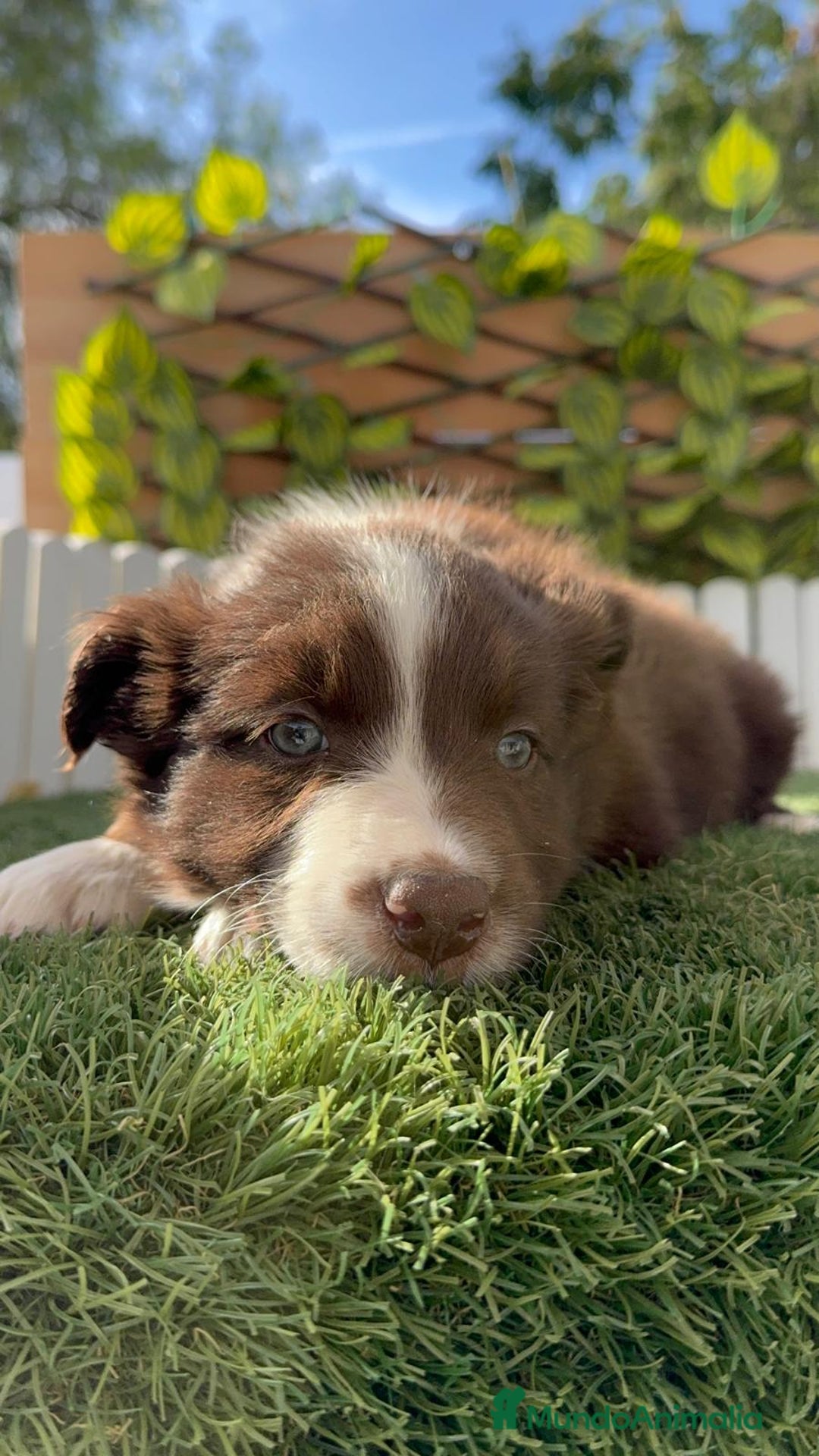 Border Collie perros en venta: BORDER COLLIE HEMBRA CHOCOLATE - Imagen 8