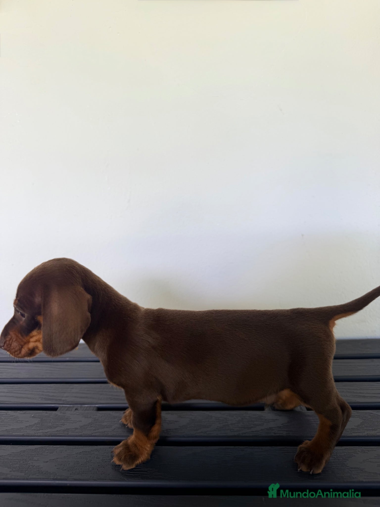 Teckel Miniatura perros TECKEL MINIATURA MACHO - Anuncio 23