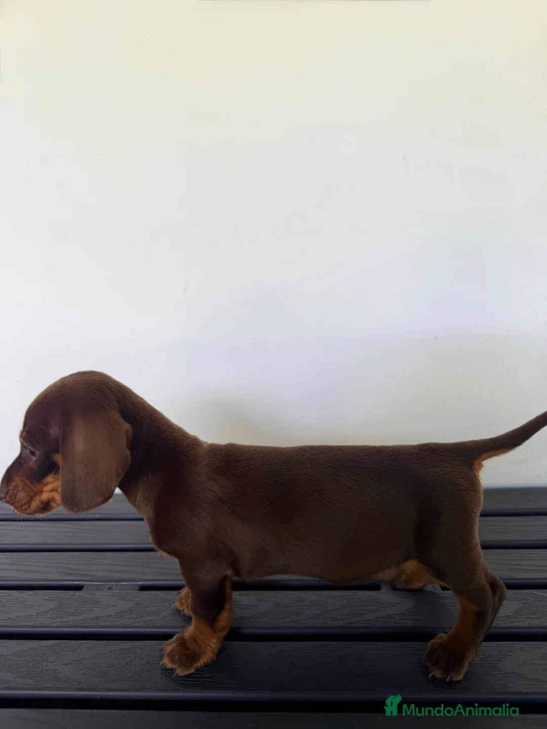 Teckel Miniatura perros en venta: TECKEL MINIATURA MACHO - Anuncio 1