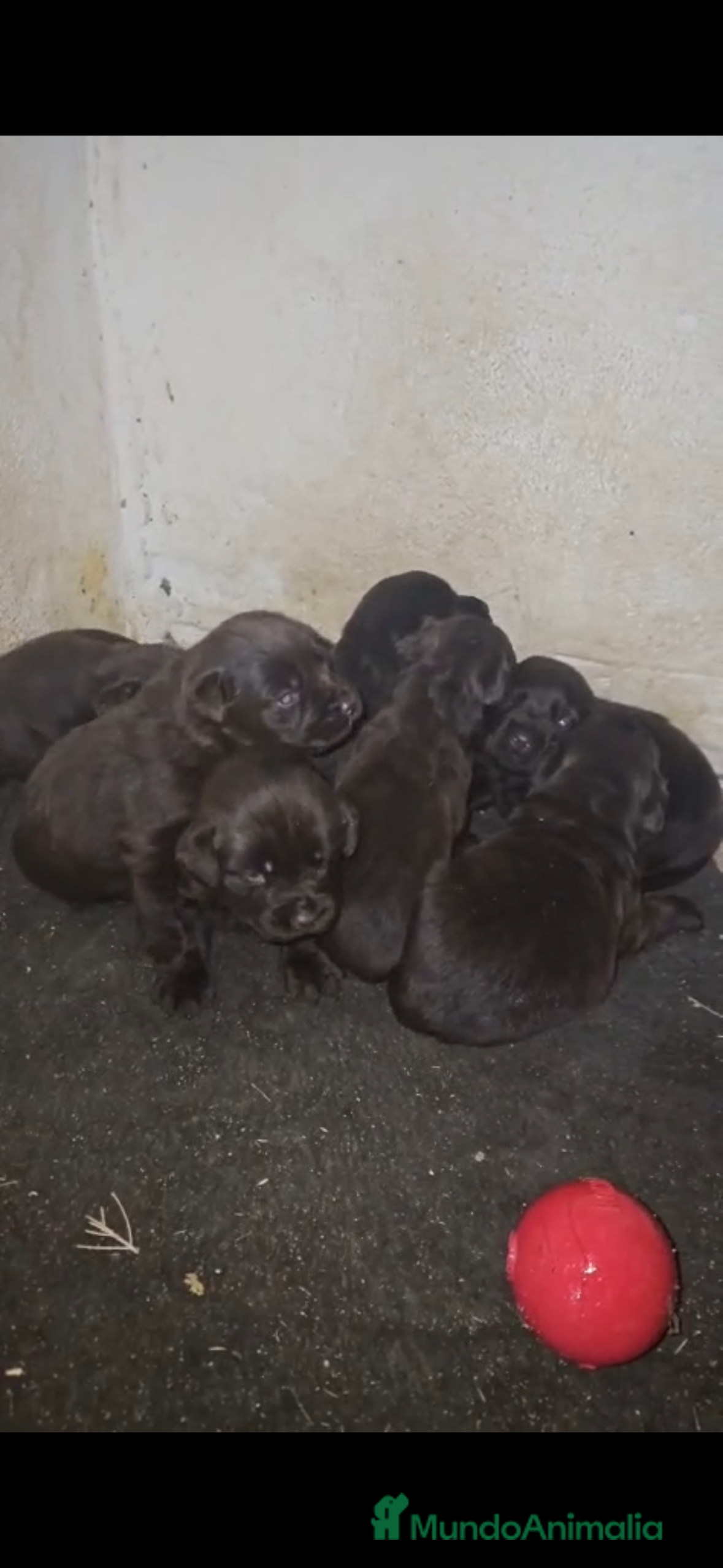 Labrador Retriever perros Camada de labradores retriever chocolate - Anuncio 2