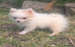 Spitz pequeño - Kleinspitz perros en venta: Kleinspitz pomerania  - Imagen 3