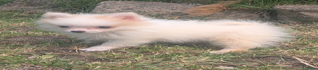 Spitz pequeño - Kleinspitz Cachorro 2