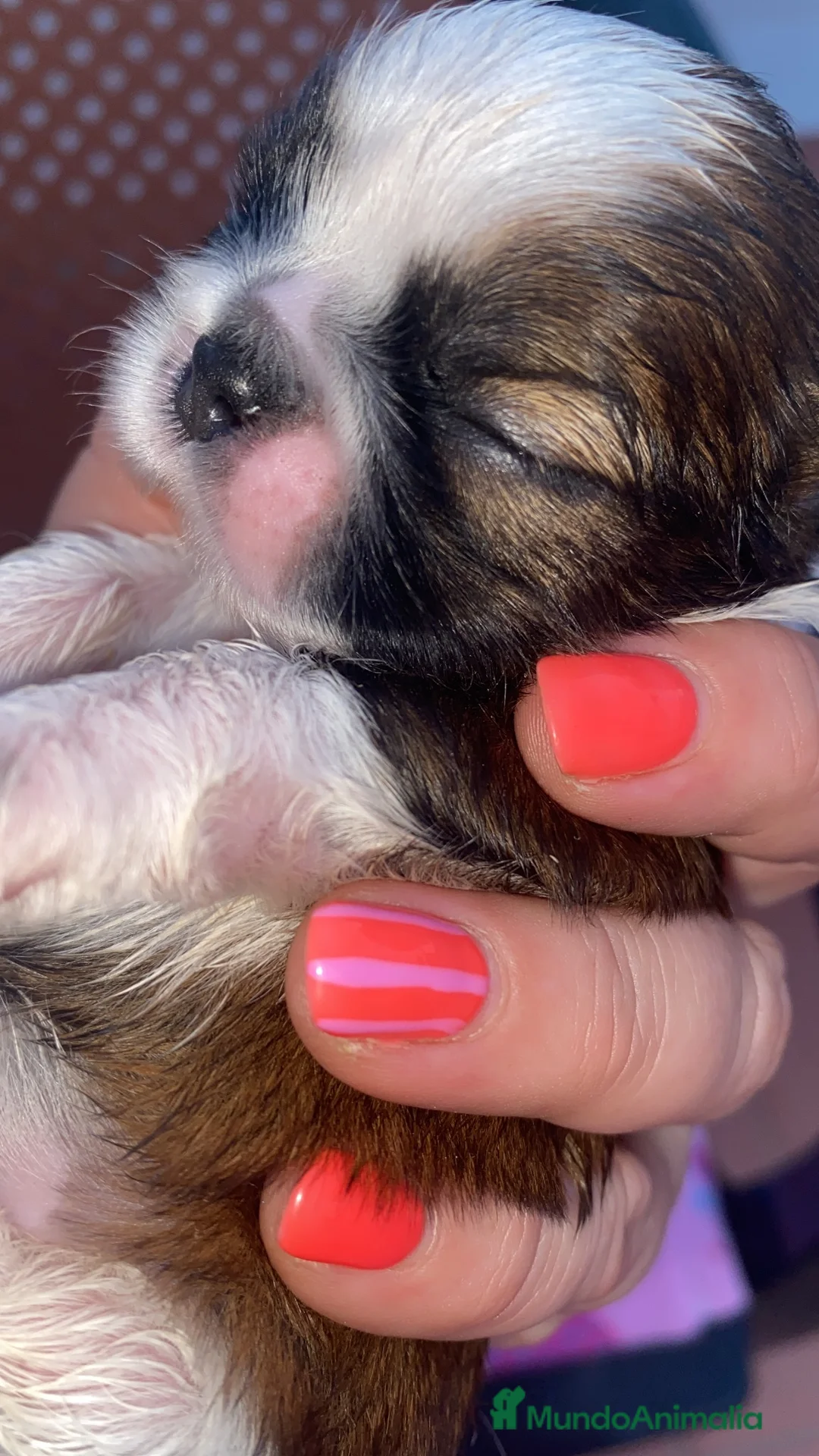 Shih Tzu perros en venta: Tesoros de la Lola - Anuncio 6