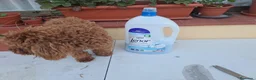 Caniche Toy perros en venta: Caniche macho toy - Anuncio 6