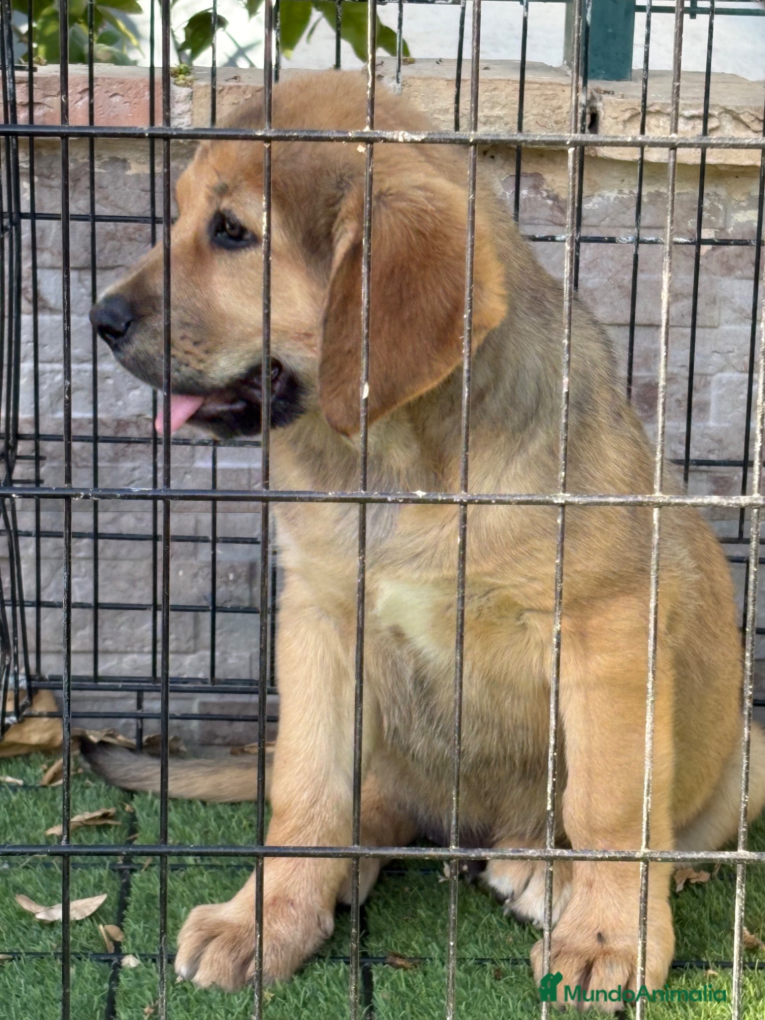 Pastor de Asia Central perros Cachorro Alabai  - Anuncio 3