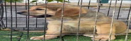 Pastor de Asia Central perros en venta: Cachorro Alabai  - Anuncio 1
