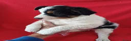 Border Collie perros en venta: Border Collie Blanco y Negro  - Anuncio 2