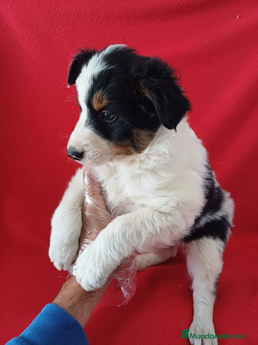 Border Collie perros en venta: Border Collie Blanco y Negro  - Anuncio 2