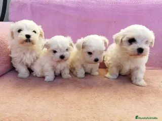 Bichón Maltés perros Bichón Maltés - Anuncio 4