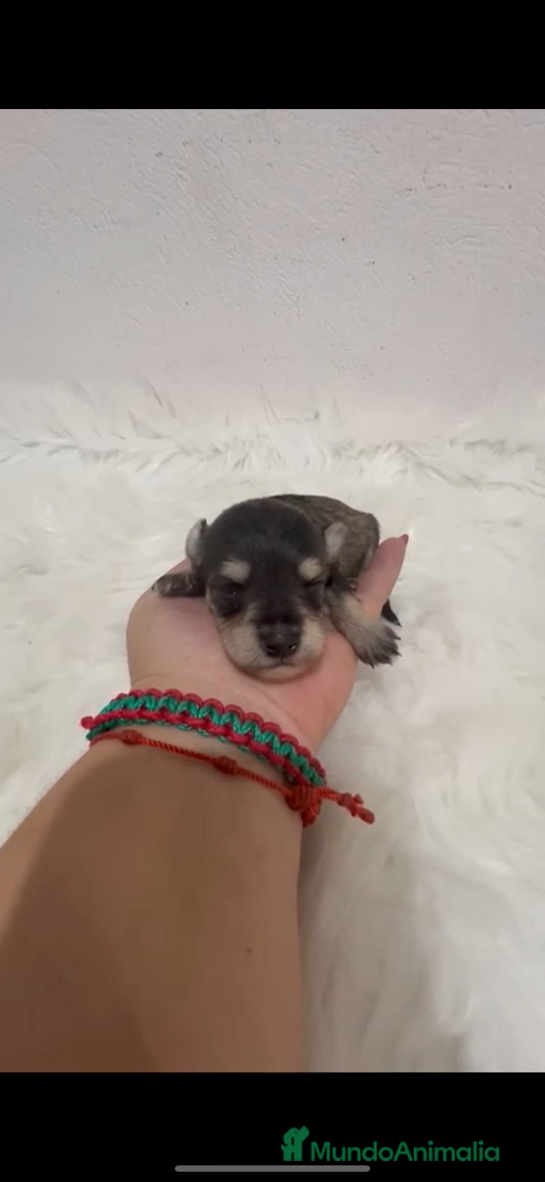 Schnauzer Miniatura perros en venta: SCHNAUZER MINI - Imagen 2