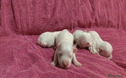 Bichón Maltés perros en venta: Bichón Maltés Toy  - Imagen 5