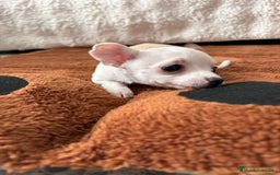 Chihuahua perros en venta: Chihuahua mini toy  - Imagen 6