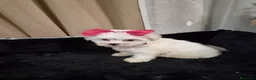Bichón Maltés perros en venta: Bichón maltés  - Anuncio 2