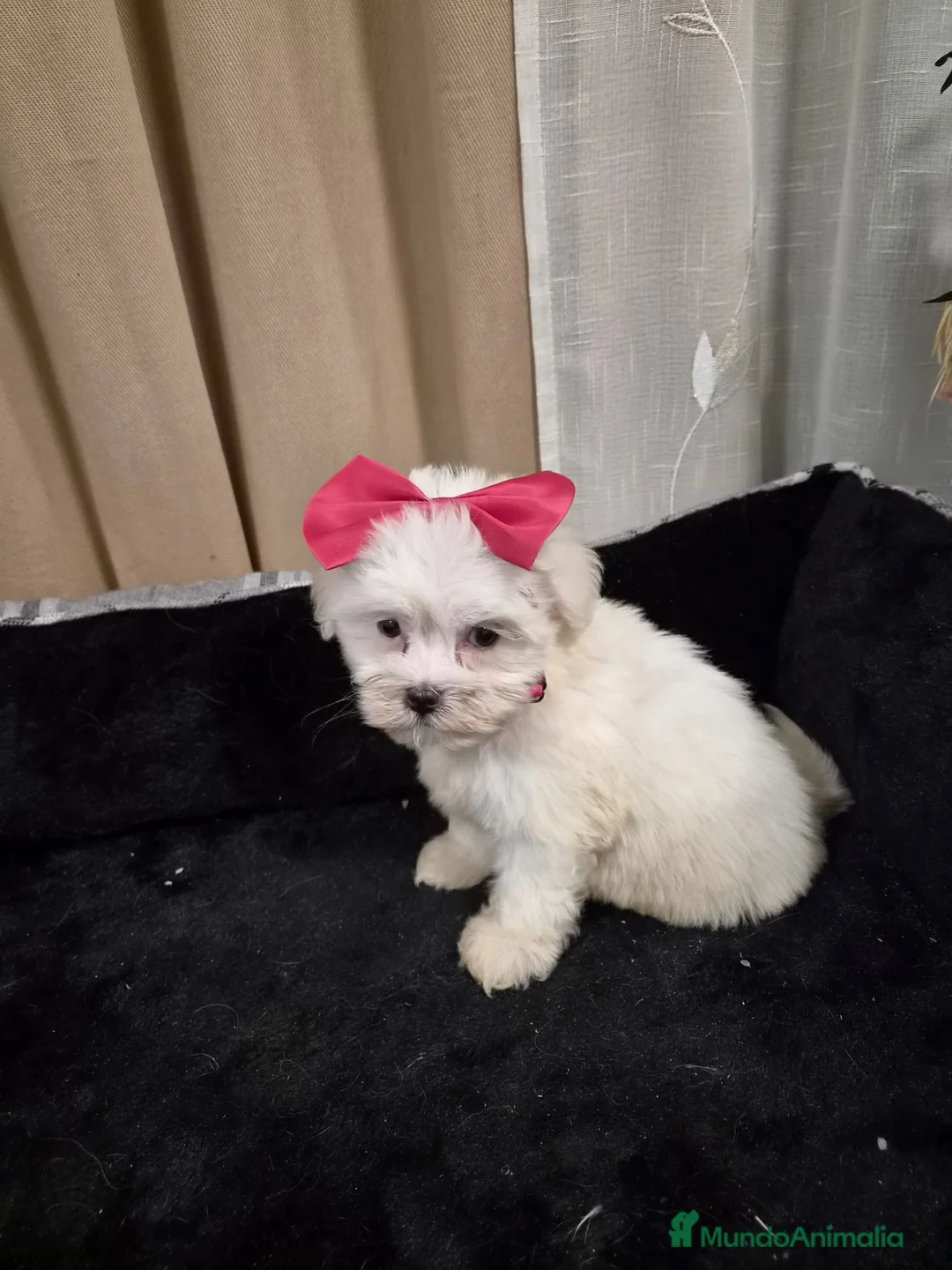 Bichón Maltés perros en venta: Bichón maltés  - Anuncio 2
