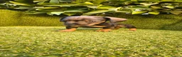 Teckel Miniatura perros en venta: camada teckel miniatura  pelo basto corto    - Anuncio 17