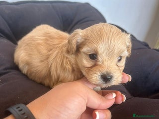 Maltipoo perros EJEMPLARES DE MALTIPOO - Anuncio 15