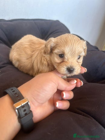 Maltipoo perros EJEMPLARES DE MALTIPOO - Anuncio 4