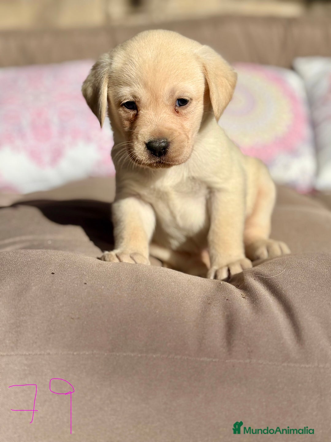 Labrador Retriever perros en venta: 🐾 LABRADOR RETRIEVER — Camada  - Anuncio 7