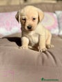 Labrador Retriever Cachorro 9