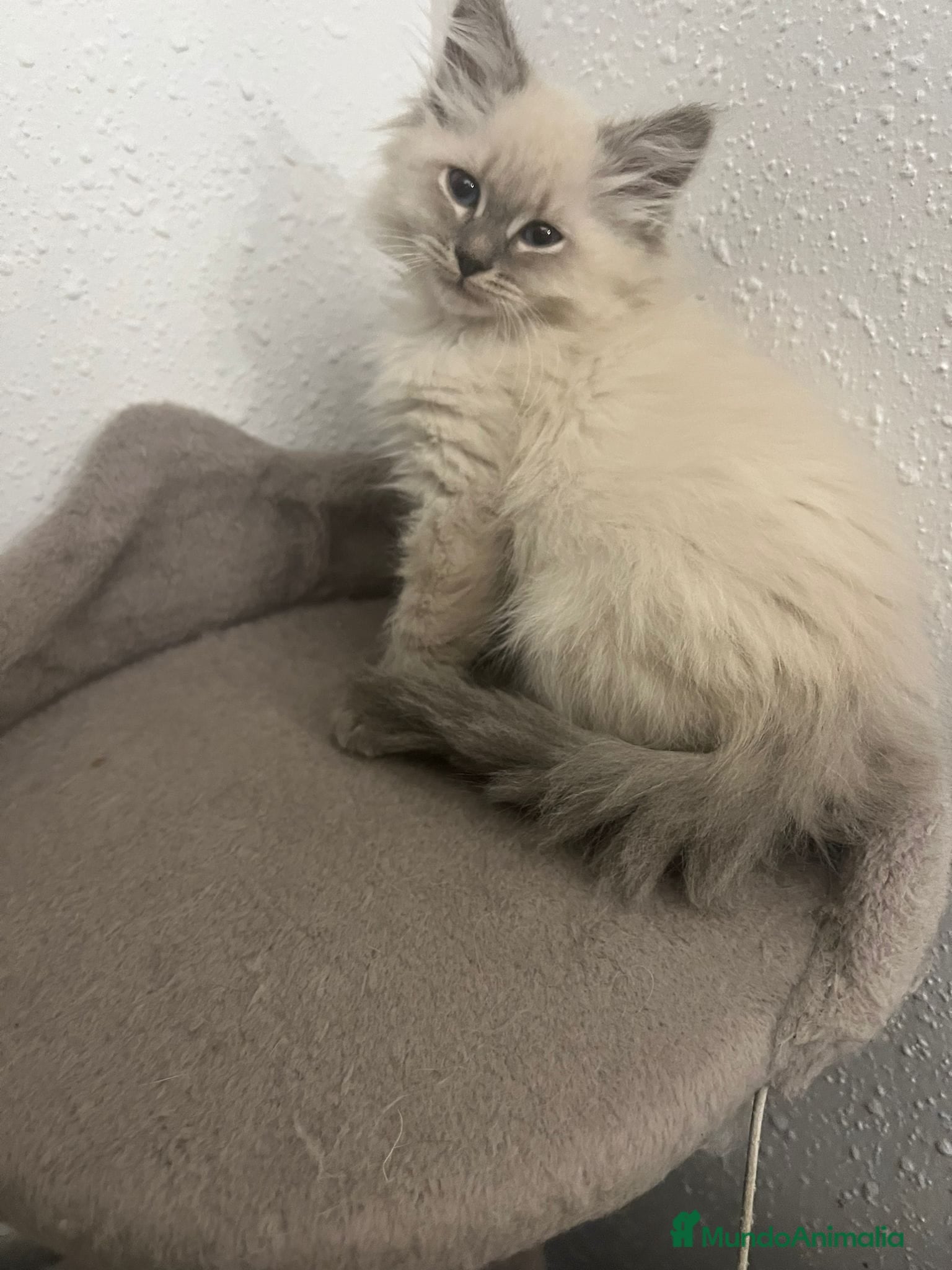 Siberiano gatos Siberianos  - Anuncio 2