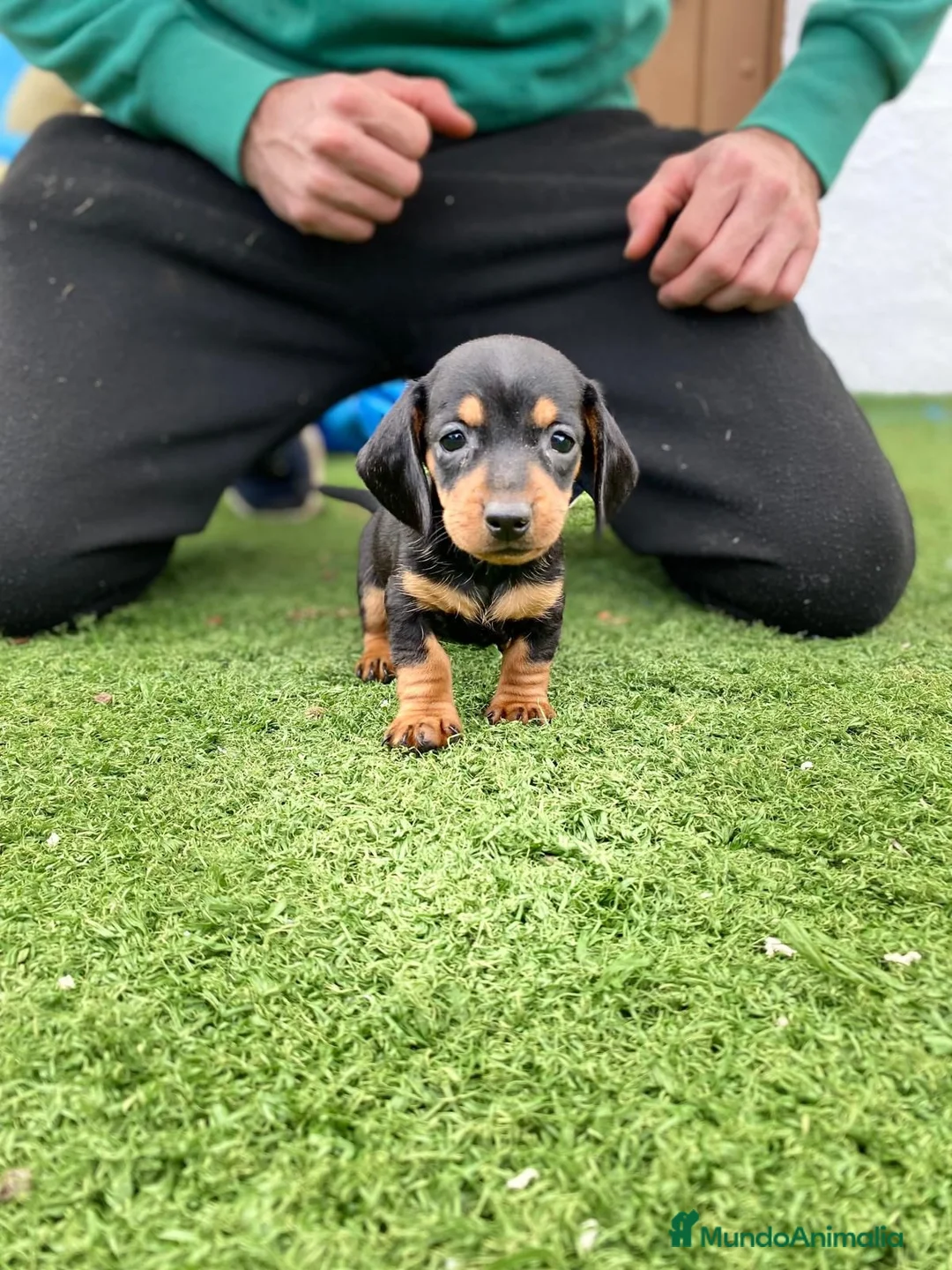 Teckel Miniatura perros en venta: cachorros de teckel miniatura arlequín chocolate  - Anuncio 10