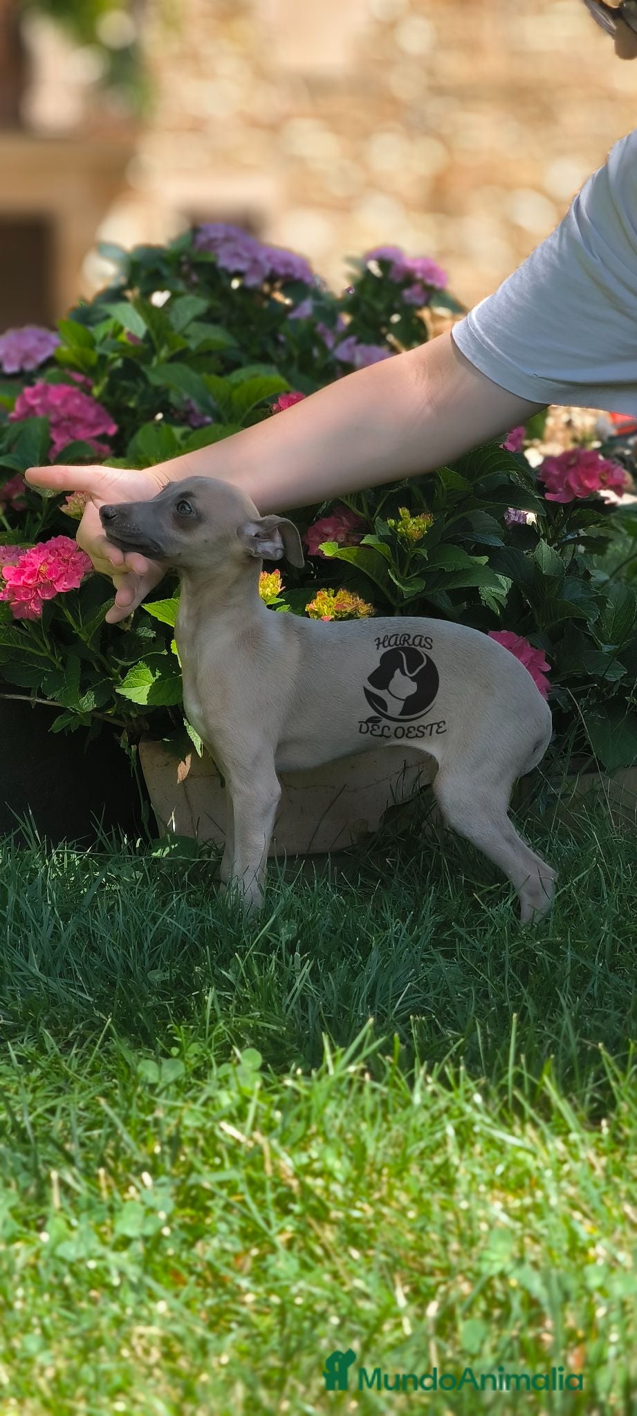 Pequeño Lebrel Italiano perros Último hembra piccolo - Anuncio 1