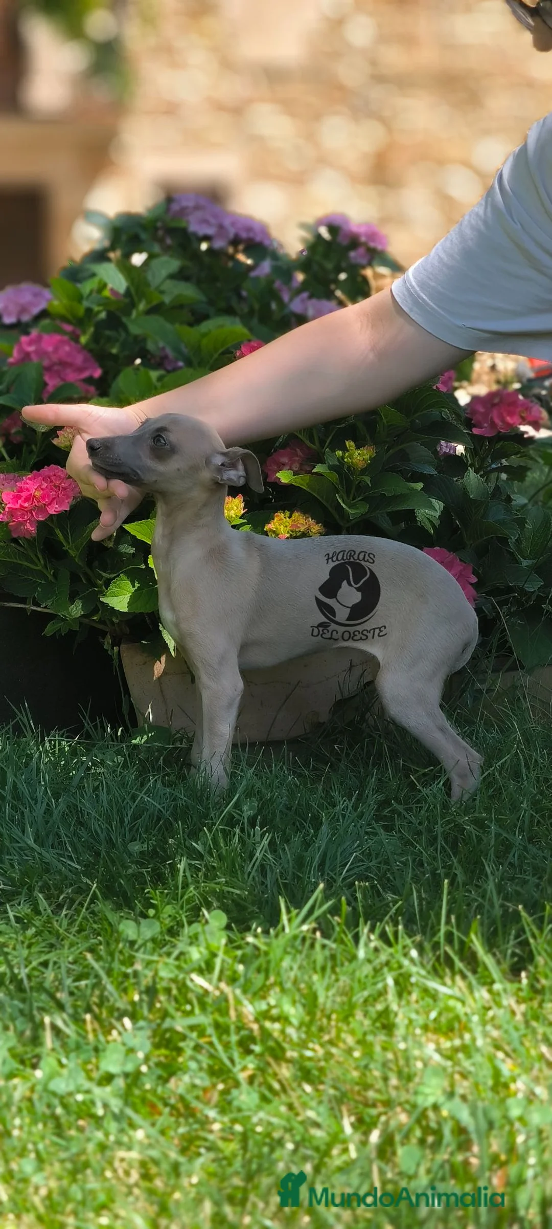 Pequeño Lebrel Italiano perros en venta: Último hembra piccolo - Anuncio 1