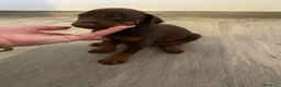 Dobermann perros en venta: Doberman  - Anuncio 1