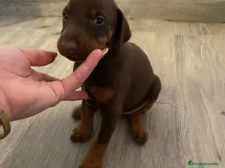 Dobermann perros Doberman - Anuncio 2