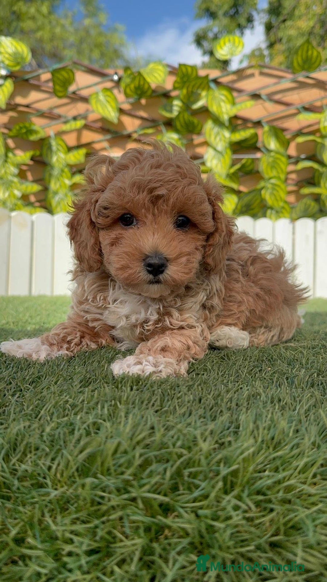 Caniche Toy perros en venta: CANICHE TOY MACHO - Imagen 24
