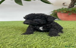 Perro de Agua Español perros en venta: PERRO DE AGUA ESPAÑOL HEMBRA - Imagen 23