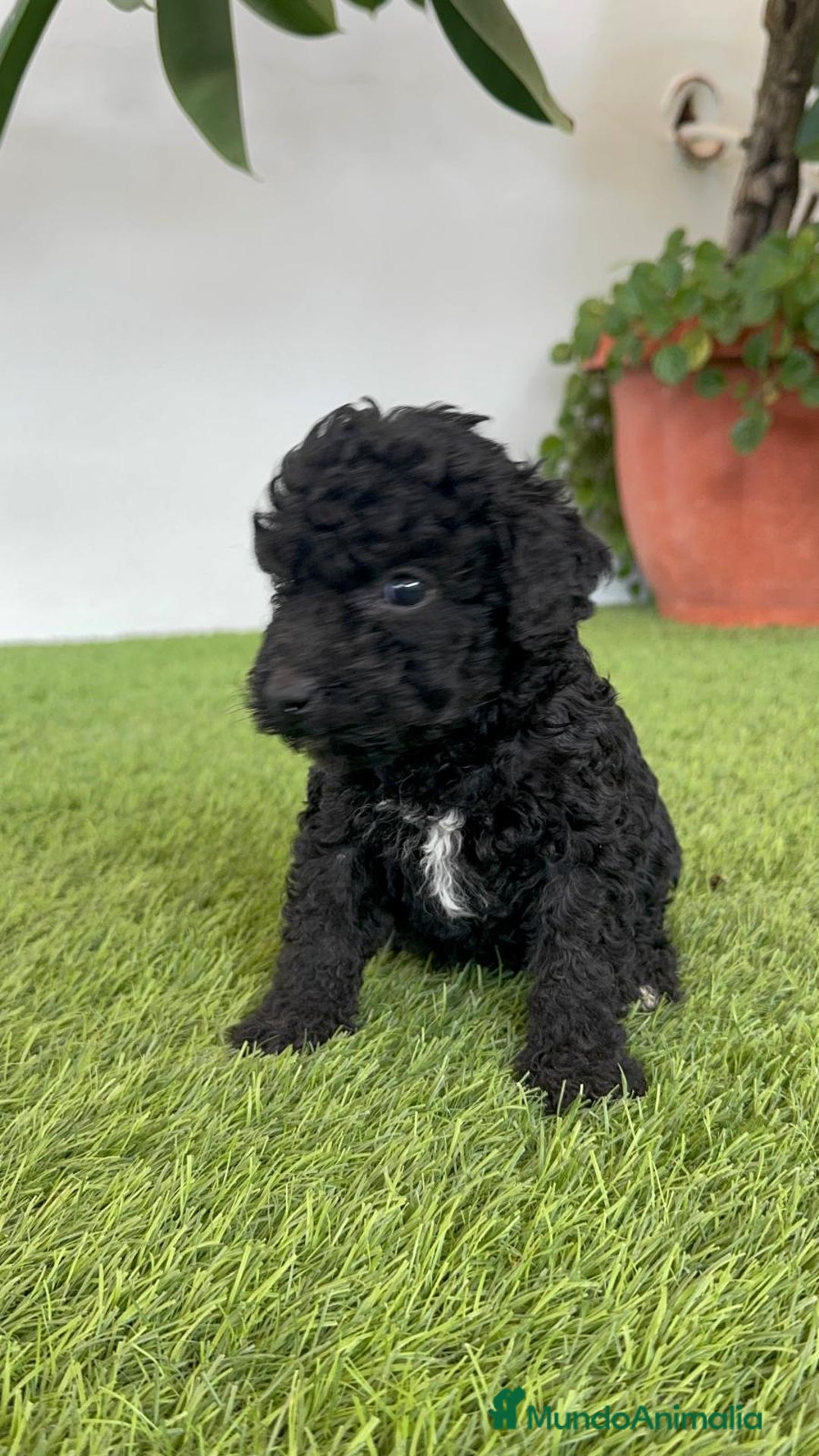 Perro de Agua Español perros en venta: PERRO DE AGUA ESPAÑOL HEMBRA - Imagen 23