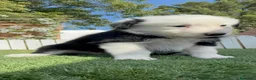 Border Collie perros en venta: BORDER COLLIE - HEMBRA - Anuncio 7