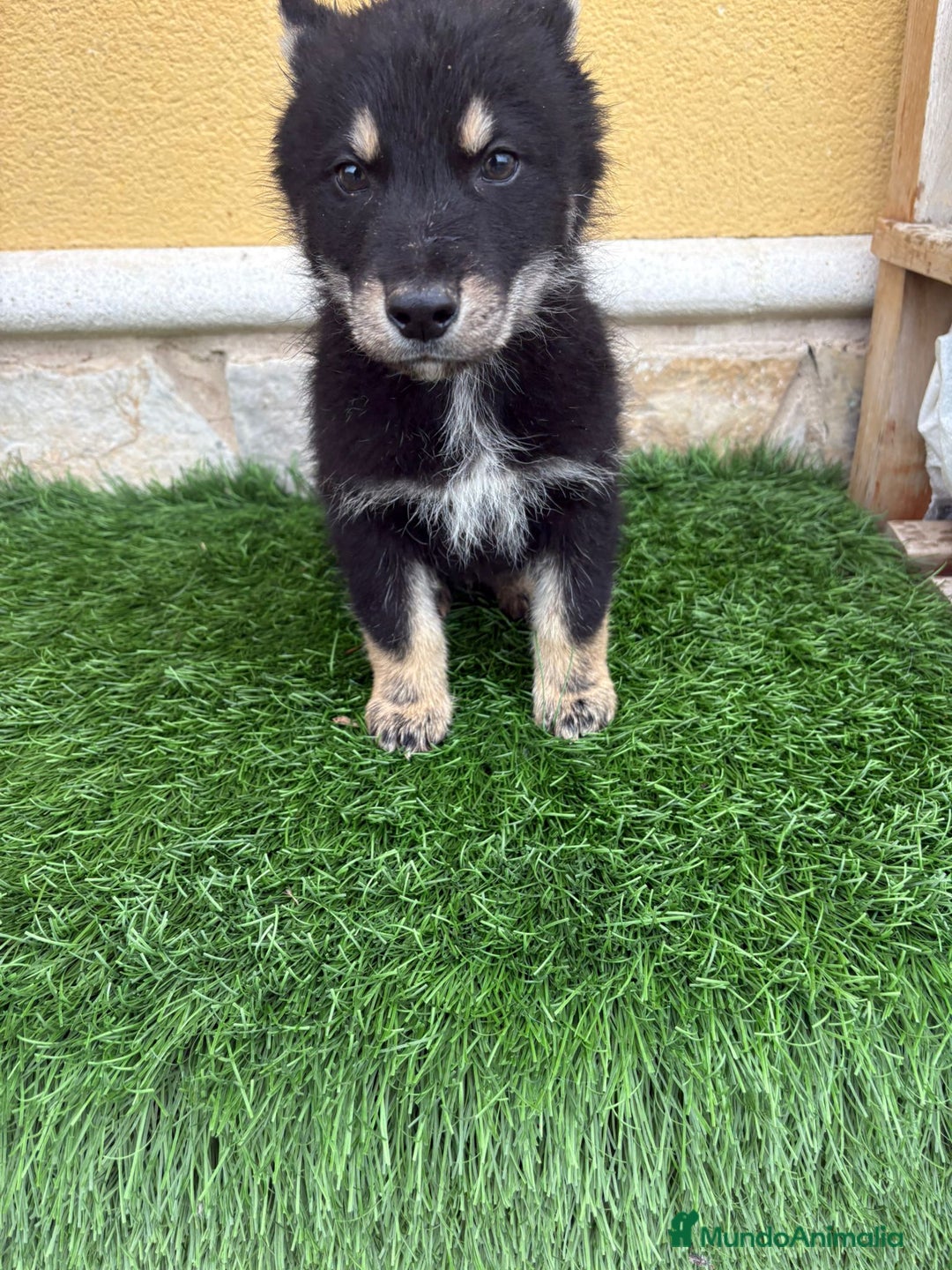 Perro Lobo de Saarloos perros en venta: Camada de Perro lobo Iberico impresionantes  - Anuncio 28