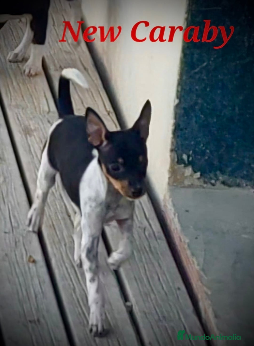 Gos Rater Valencià perros en venta: Gos Rater valencia en caraby  - Anuncio 3