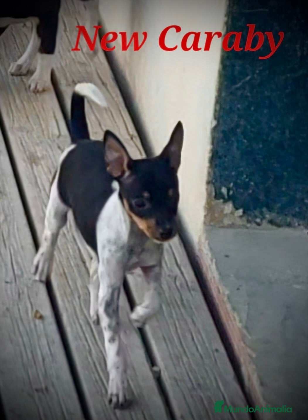 Gos Rater Valencià perros en venta: Gos Rater valencia en caraby  - Anuncio 3