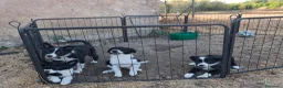 Border Collie perros en venta: Cachorros border collie 350€ - Anuncio 2