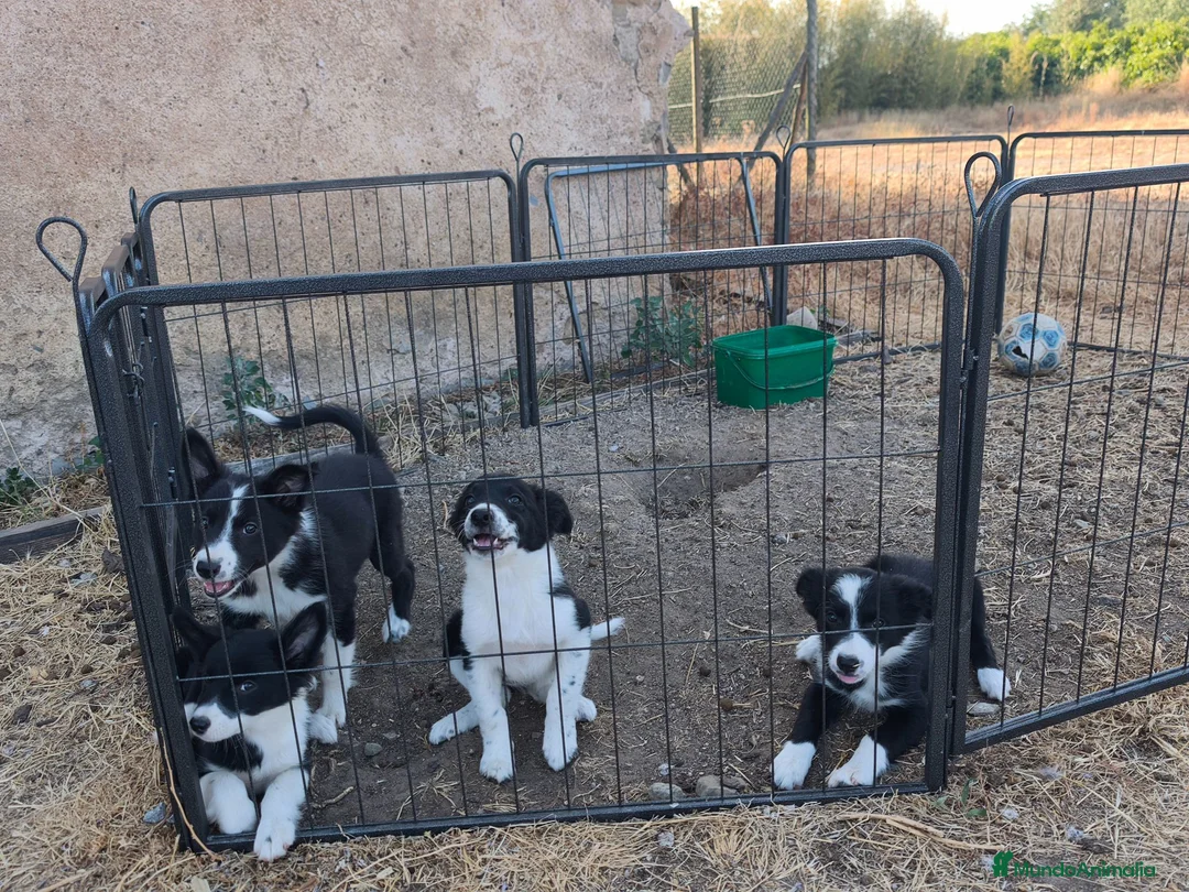 Border Collie perros en venta: Cachorros border collie 350€ - Anuncio 2