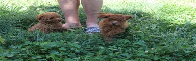 Caniche Toy 3