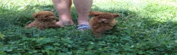 Caniche Toy perros en venta: Caniche Toy rojo  - Anuncio 2