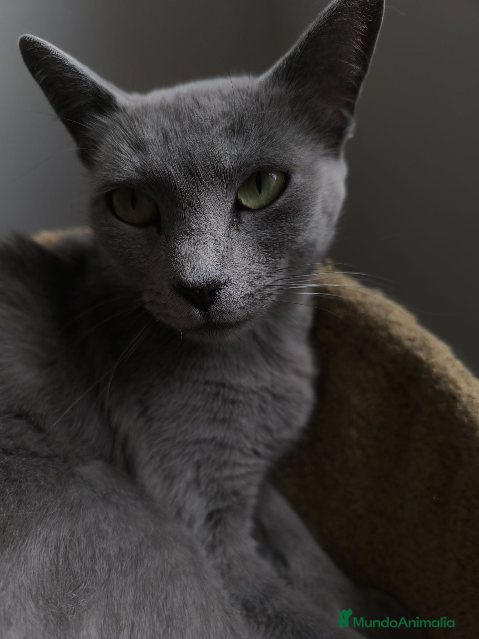 Azul Ruso gatos Camada de azul ruso - Anuncio 1