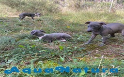 Pequeño Lebrel Italiano perros en venta: Lebrel Italiano Hembra 3 AQUANATURA - Imagen 8