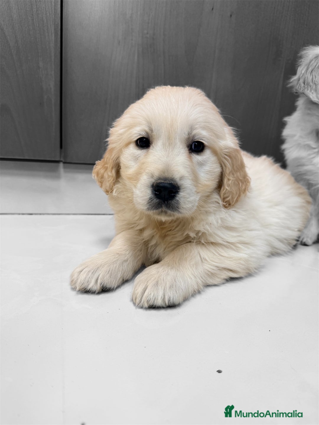 Golden Retriever perros en venta: CAMADA GOLDEN🐾 - Anuncio 3